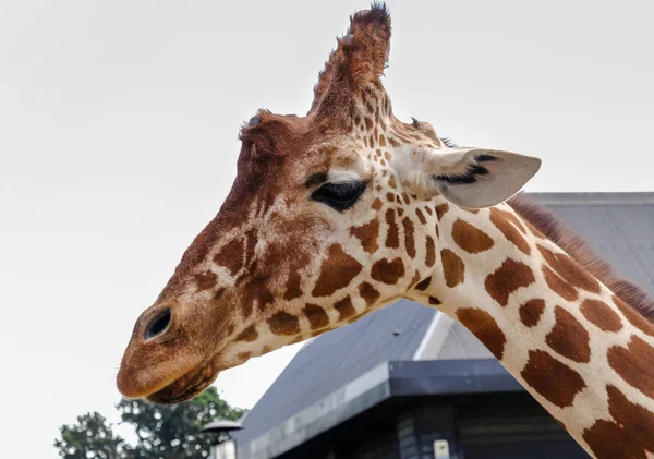 Nahaufnahme von Kopf und Hals der Giraffe. — Stockfoto