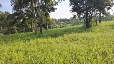 Ormanın güzel manzarası