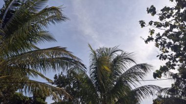 Ormandaki palmiye ağacı