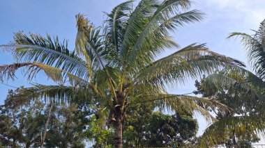 Ormanda palmiye ağaçları