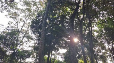 Parktaki ormanın güzel manzarası