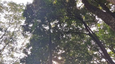 Ormanda yeşil yapraklar