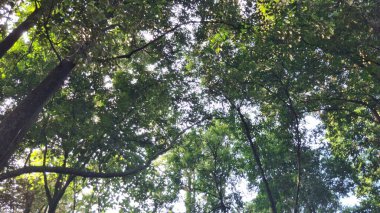 Ormanın güzel manzarası