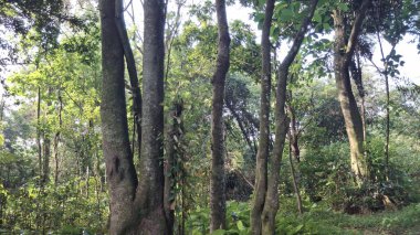 Ormanda yeşil ağaçlar