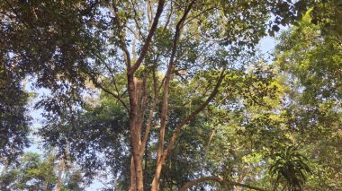 Ormanda yeşil ağaçlar