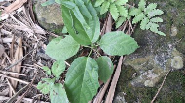 Ormandaki bir bitkinin yeşil yaprakları