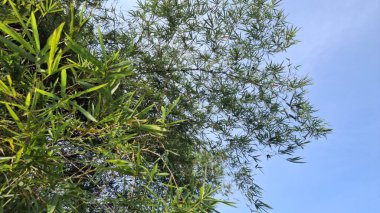 Ormanda yeşil yapraklar