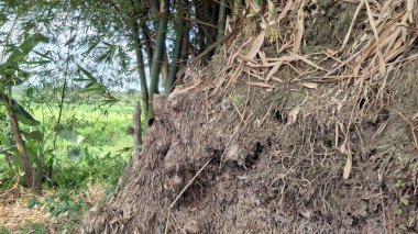 Ağaç kabuğu dokusu, doğa ve bitki örtüsü.