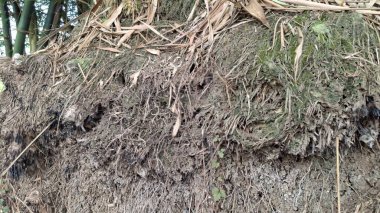 Ormandaki yaşlı ağaç