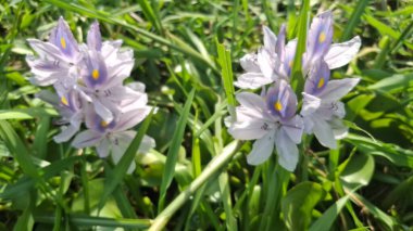 Bahçedeki güzel çiçekler