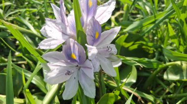 Bahçedeki güzel çiçekler