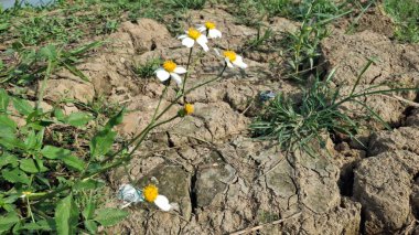 Güzel botanik fotoğrafı, doğal duvar kağıdı.