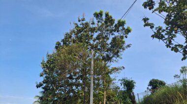 Ormandaki ağaç dalları