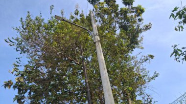 Ormandaki ağaç dalları