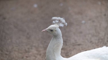 Kafasında tüylü bir ibikli beyaz tavus kuşunun doğal bir ortamda yakalanmış görüntüsü. Zarif kuş, nadir güzelliğini ve zarafetini vurgulayarak tarafsız bir arkaplanda duruyor. Vahşi yaşam malzemeleri, zooloji makaleleri ve eğitim için ideal.