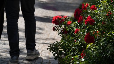 Güneş ışığında kırmızı güllerin açtığı çalılığın yanında kaldırım taşı patikasında yürüyen bir insanın yakın görüntüsü. Görüntü, bahçıvanlık, peyzaj, yaşam tarzı, rahatlama, açık hava aktiviteleri, romantizm ve doğa fotoğrafçılığı konularında kullanılabilir..