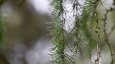 Doğal orman ışığında taze yeşil iğnelerle Avrupa tarlakuşu (Larix decidua) dalına yakın çekim. Görüntü, kozalaklı ağaçların yumuşak dokusunu ve mevsimsel gelişimini vurgular. Eğitim materyalleri, botanik çalışmaları, ormancılık referansları için uygundur.