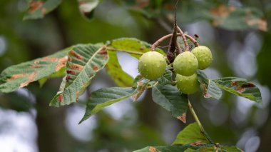 Bir dalda asılı yeşil kestane meyveleri kümesi yapraklarla çevrili haşerelerden görünür kahverengi hasarlı. Fotoğraf mevsimsel büyümeyi, bitki patolojisini ve doğal dokuları gösteriyor. Bahçıvanlık blogları, tarım çalışmaları, ormancılık için kullanışlı