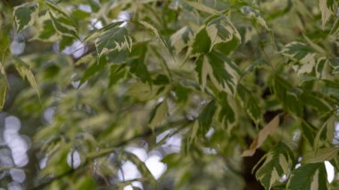 Akçaağaç akçaağaç, yeşil ve krem desenli Acer negundo Variegatum 'dan ayrılır. Resim doğal dokuyu, süs yapraklarını ve dekoratif peyzaj bitkilerini vurguluyor. Bahçe rehberliği, botanik çalışmaları, eğitim reso 'su için uygun.