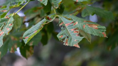 Kestane ağacı yapraklarının detaylı görüntüsü ve haşere istilasının sebep olduğu kahverengi hasar. Görüntü bitki hastalıklarını, çevresel stresi ve ağaç sağlığı sorunlarını vurguluyor. Bahçe bloglarında, eğitim kaynaklarında, ekolojik stu 'da kullanılabilir