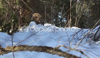 Misk geyiği, Sibirya misk geyiği, dişi Sibirya misk geyik, misk, misk geyiği çıldırdı, Rusya, Sibirya, dağ Altay. Sibirya Tayga, kış orman, küçük orman geyik