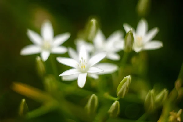 White flowers on blurred background macro. — Stock Photo, Image