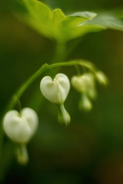 Білі спокійні квіти серця. М'яка дефокусована макрозйомка — стокове фото