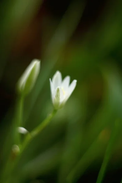 Flores brancas no fundo borrado macro . — Fotografia de Stock