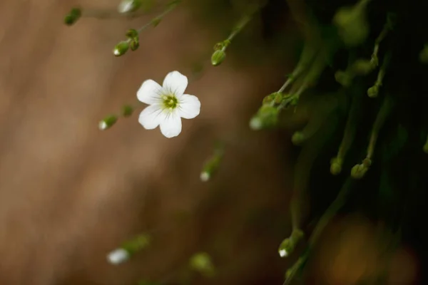 Flores brancas no fundo borrado macro . — Fotografia de Stock