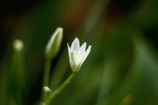 背景に白花を咲かせるマクロ. ロイヤリティフリーのストック画像