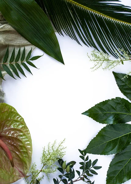 緑の熱帯の葉 白い背景フラットレイ上の枝のフレーム 自然概念 ロイヤリティフリーのストック画像