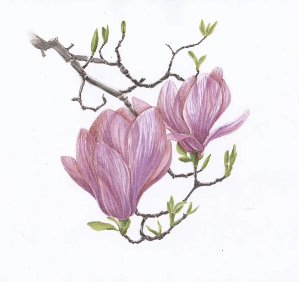 Flowers Pink Magnolia Sketch Markers — Stock Photo, Image