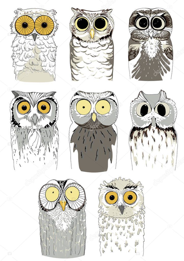 Set of different owls. Cute and funny hand drawn owls. Vector birds on a white background.