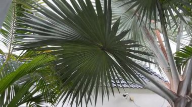Sıcak ve nemli Florida ikliminde yeşil palmiye ağaçlarına tropik yağmur yağıyor. Yağışlı yaz mevsiminde yağmurlu bir gün. Yüksek kalite 4k görüntü