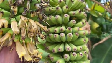 Yeşil muz kümesi egzotik bahçedeki palmiye dalına asılır. Ormanda satılık tropikal meyveler yetiştiriyorlar. Doğa keşfi. Yüksek kalite 4k görüntü