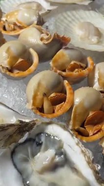 Portland Maine 'de satılık taze istiridye çeşitleri. Yüksek kalite 4k görüntü