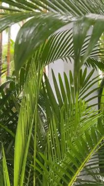 Bereketli bir tropikal orman atmosferinde şiddetli yağmur sırasında rüzgarda savrulan palmiye yaprakları. Yüksek kalite 4k görüntü
