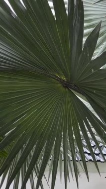 Sıcak ve nemli Florida ikliminde yeşil palmiye ağaçlarına tropik yağmur yağıyor. Yağışlı yaz mevsiminde yağmurlu bir gün. Yüksek kalite 4k görüntü