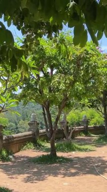 Uzun ağaçlar arasında güneş ışığında parlayan yeşil orman yolu. Yaz ormanlarında taze otlarla kesilen toprak izleri. Sabah aydınlığında yapraklı gölgeliğin altında dolambaçlı doğal yol. Yüksek kalite 4k