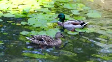 Birkaç Mallard, Anas platyrhynchos, yüzme, Güney Fransa. Yüksek kalite 4k görüntü