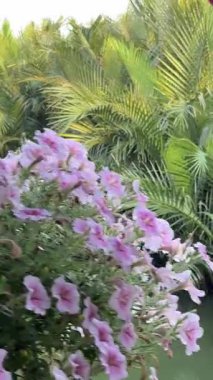 Madagaskar, bir kanalın yanında açan parlak pembe yapraklı menekşe çiçekleriyle doludur. Yüksek kalite 4k görüntü