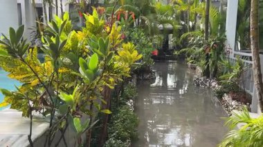 Endonezya, Kuzey Bali 'deki Tangguwisia Köyü' nde güneşli bir sabah bahçesinde kırmızı noktalı beyaz çiçek bahçesi. Yüksek kalite 4k görüntü