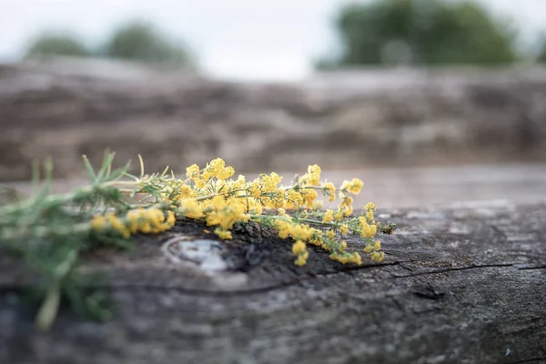 Gele Mimosa ligt op de boomstammen, bloemen — Stockfoto