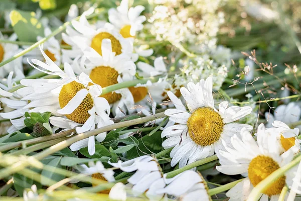 Margaritas, flores blancas, flores en la corona de comunión. El Solsticio de Verano es el Día del Verano. La noche de verano . — Foto de Stock