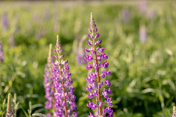 Pembe mor çiçekli Lupin tarlası. Bir grup lupin yaz çiçeği arka planı. Çiçek açan lupin çiçekleri. Lupin tarlası. Güneş ışığı bitkilerin üzerinde parlar. Yumuşak, yumuşak bir renk. bahar ve yaz çiçekleri — Stok fotoğraf