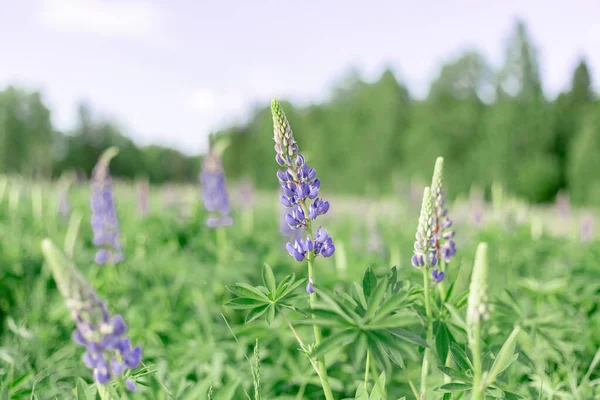 Lupin field with pink purple flowers. Bunch of lupines summer flower background. Blooming lupine flowers. field of lupines. Sunlight shines on plants. Gentle warm soft color. spring and summer flowers — Stock Photo, Image