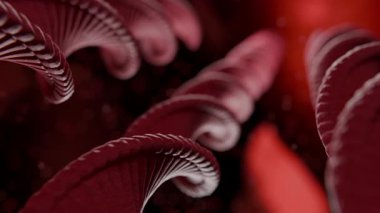 Canlı soyut animasyon çoklu kırmızı sarmal yapıları gösteriyor, DNA iplikçiklerine benziyor, zarif bir şekilde kıvrılıyor ve karanlık, aydınlık bir mikroskobik alanda akıyor.