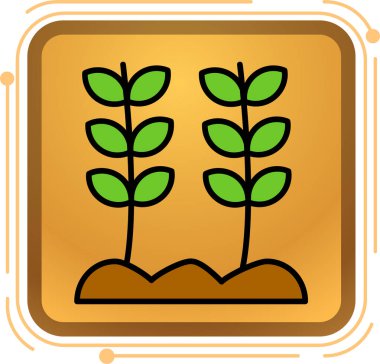 Bir tarlada büyüme grafiği olan buğday tohumu