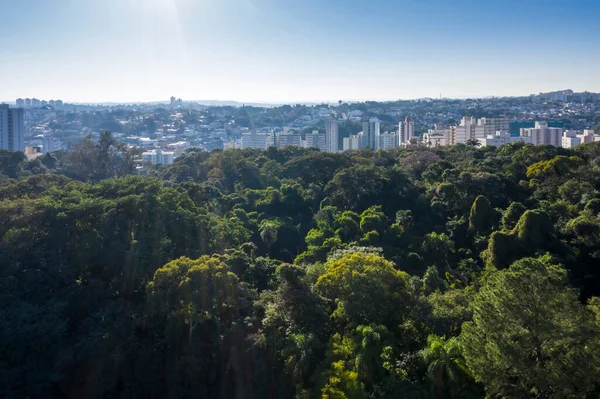 Árvores Floresta Jequitibas Campinas Com Cidade Segundo Plano São Paulo — Fotografia de Stock