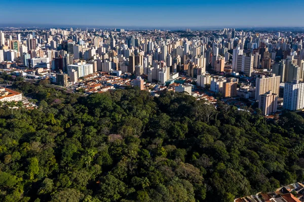 Stromy Lesa Jequitibas Campinas Městem Pozadí Sao Paulo Brazílie — Stock fotografie